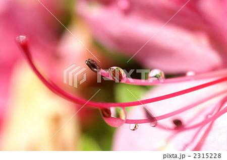 サツキツツジ　しべ　アップ 2315228
