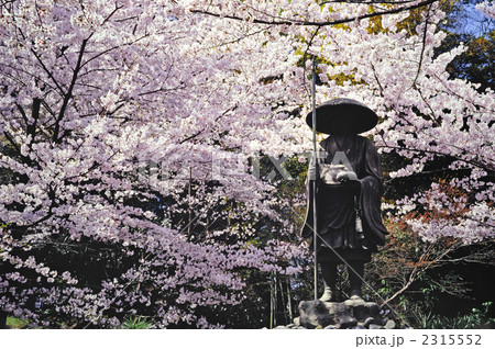 京都 勧修寺 桜とお大師さんの写真素材