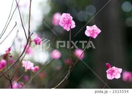 アカヤシオの花 2315554