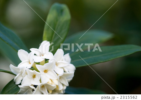 ジンチョウゲの花 2315562