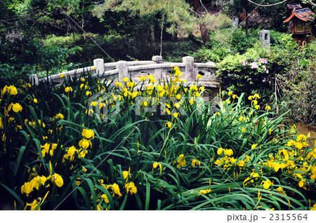 京都　仁和寺　黄菖蒲と石橋 2315564