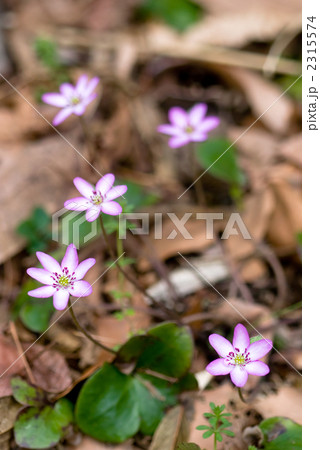 ミスミソウの花 2315574