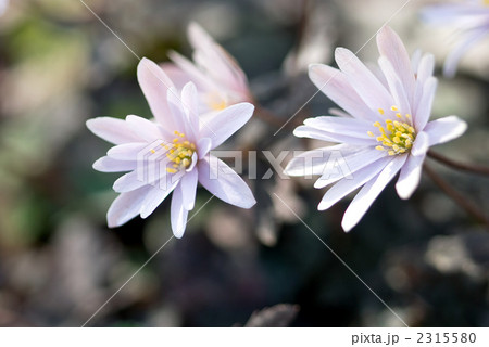 ユキワリイチゲの花 ユキワリイチゲの花 2315580