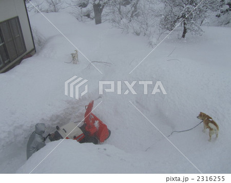 除雪機と犬 除雪機と犬 2316255