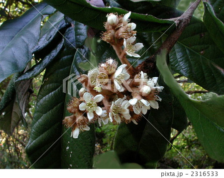 ビワの花 2316533