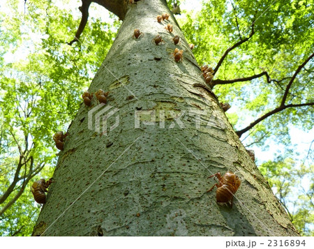 セミの抜け殻 2316894