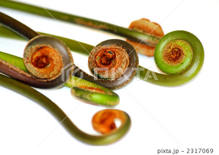 ぜんまい ぜんまい 2317069