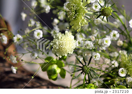 スカビオサとカスミソウとエクレール 2317210