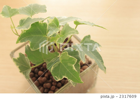 観葉植物 アイビー 観葉植物 アイビー 2317609