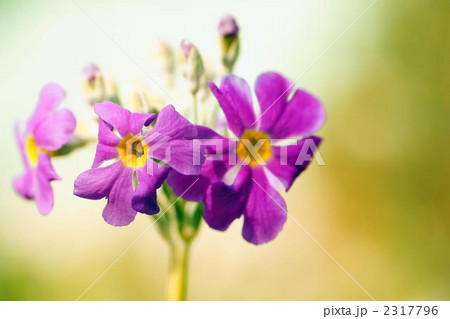 さくら草 2317796