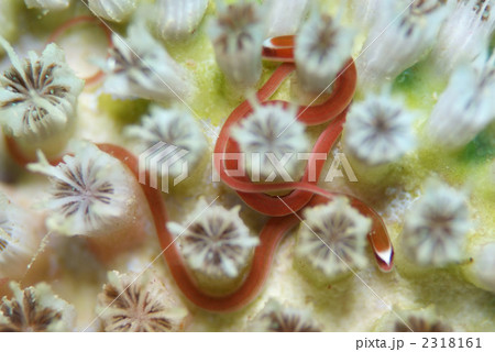 チンヨウジウオ チンヨウジウオ 2318161
