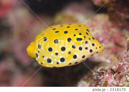 ミナミハコフグ 2318170