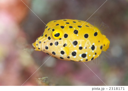 ミナミハコフグ ミナミハコフグ 2318171