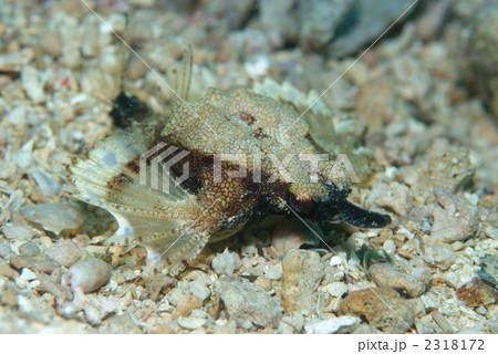 ウミテング 2318172