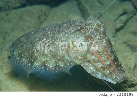 コブシメ 2318198