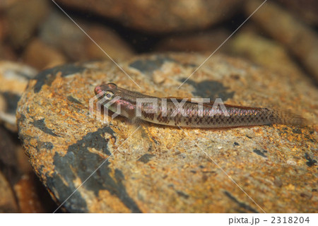 ナンヨウボウズハゼ ナンヨウボウズハゼ 2318204