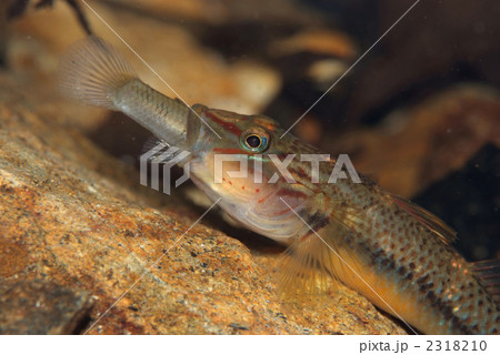 ヨシノボリ 2318210