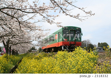 菜の花、桜満開の真岡鉄道 2318332