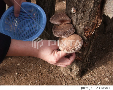 しいたけ 2318501