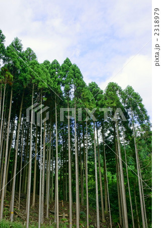 杉林 杉林 2318979