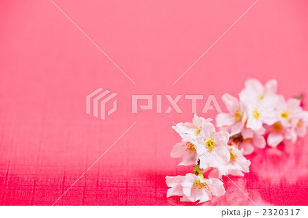 桜の背景素材 2320317
