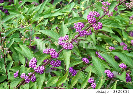 コムラサキ コムラサキ 2320355