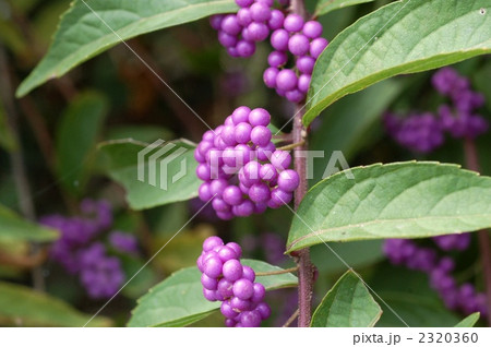 コムラサキ コムラサキ 2320360