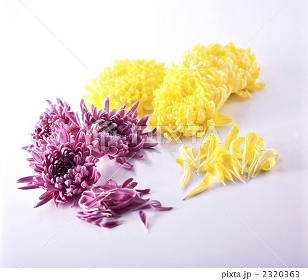 菊花 2320363