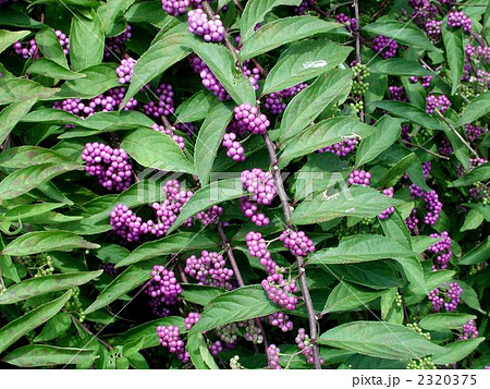 コムラサキ 2320375