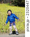 黄色い花畑 2320447