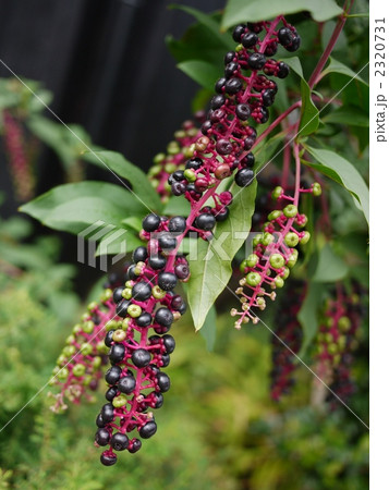 ヨウシュヤマゴボウ ヨウシュヤマゴボウ 2320731