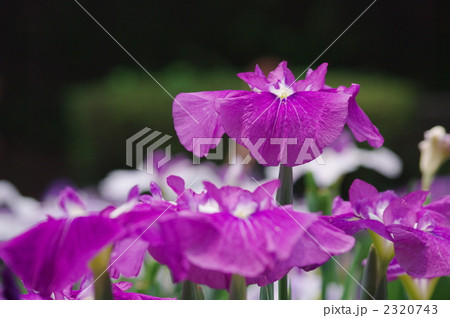 菖蒲 2320743