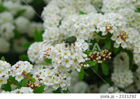 ユキヤナギ ユキヤナギ 2321292