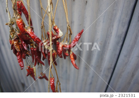トウガラシ 2321531