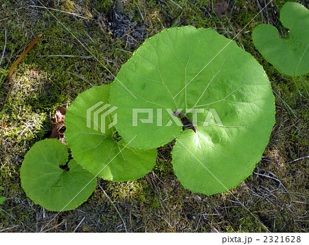ツワブキの葉 2321628