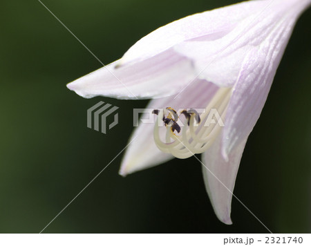 ギボウシ 2321740