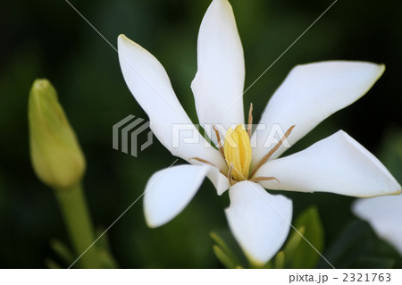 クチナシ クチナシ 2321763