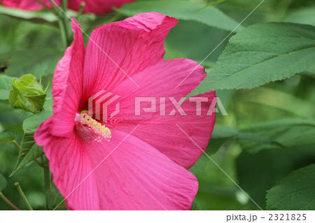 アメリカ芙蓉 2321825