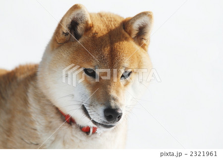 雪遊びする柴犬 雪遊びする柴犬 2321961