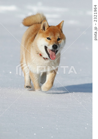 雪遊びする柴犬 2321964