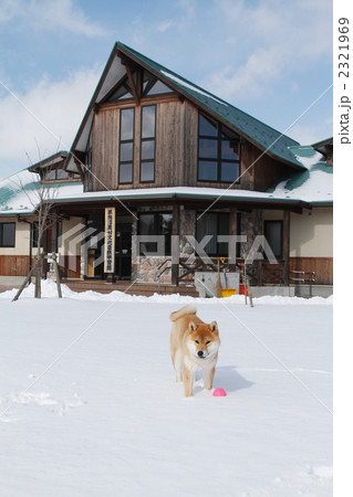 雪遊びする柴犬 雪遊びする柴犬 2321969