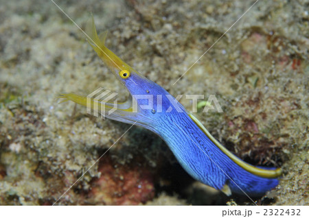 ハナヒゲウツボ 2322432