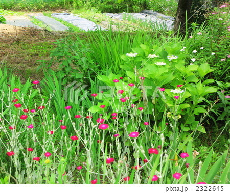 畑の脇に咲く花 畑の脇に咲く花 2322645