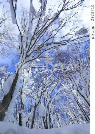 ブナの海 ブナの海 2323719