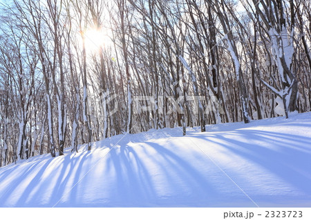 ブナ林 太陽 ブナ林 太陽 2323723