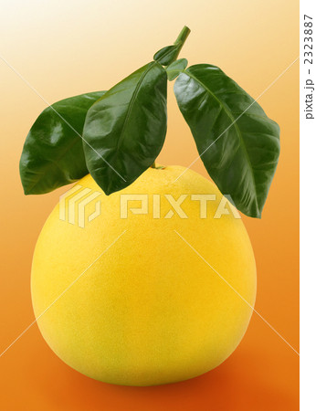 晩白柚 晩白柚 2323887