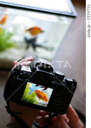金魚の撮影 2324751