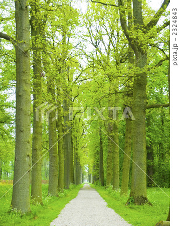 新緑の散歩道　ヨーロッパ　 2324843
