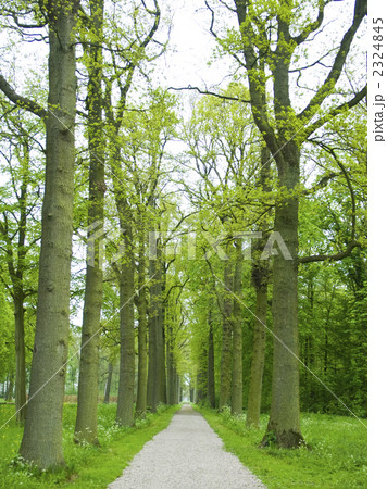 新緑の散歩道　ヨーロッパ　 2324845