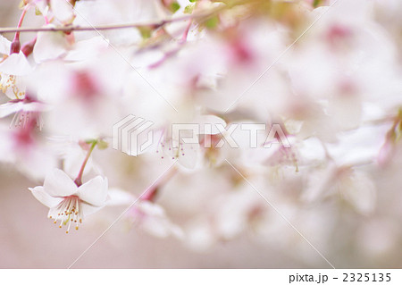 マメザクラ 2325135